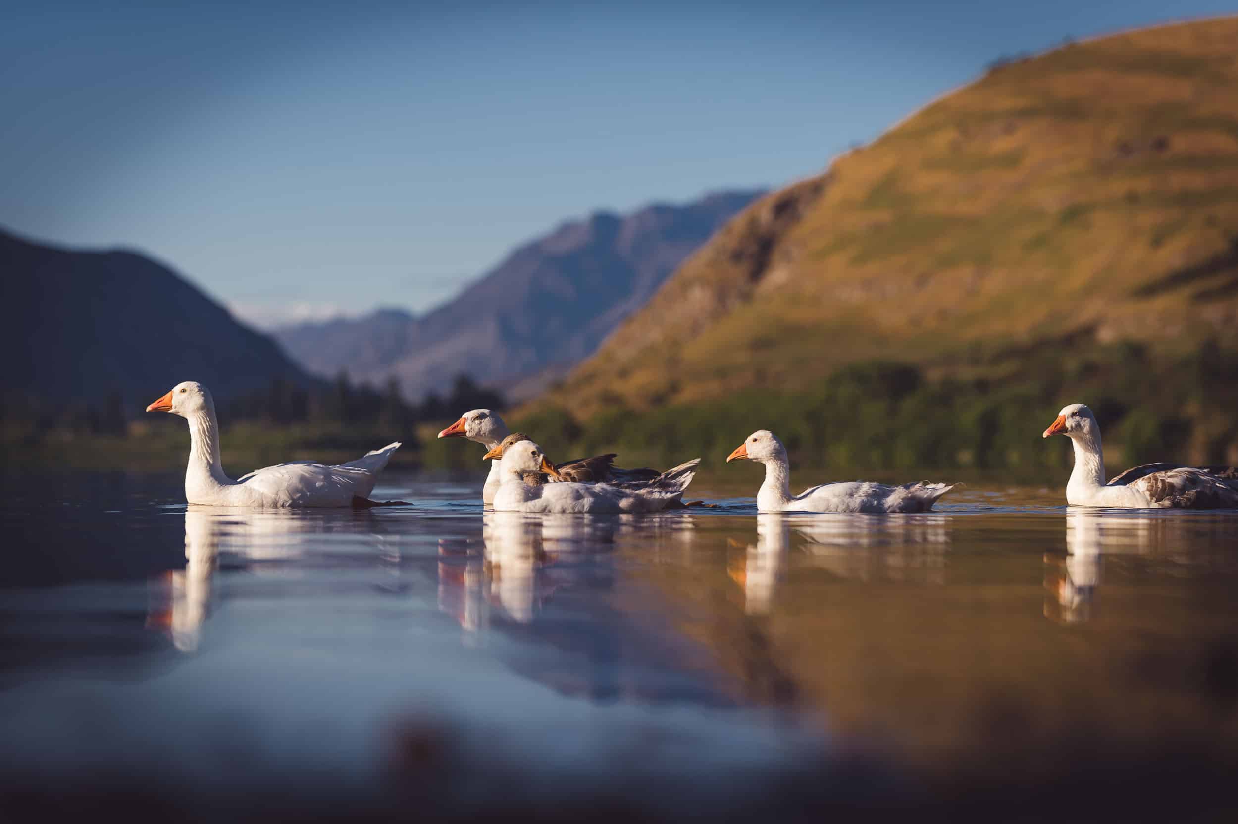 Coronet Peak Sunrise Pre-wedding shoot